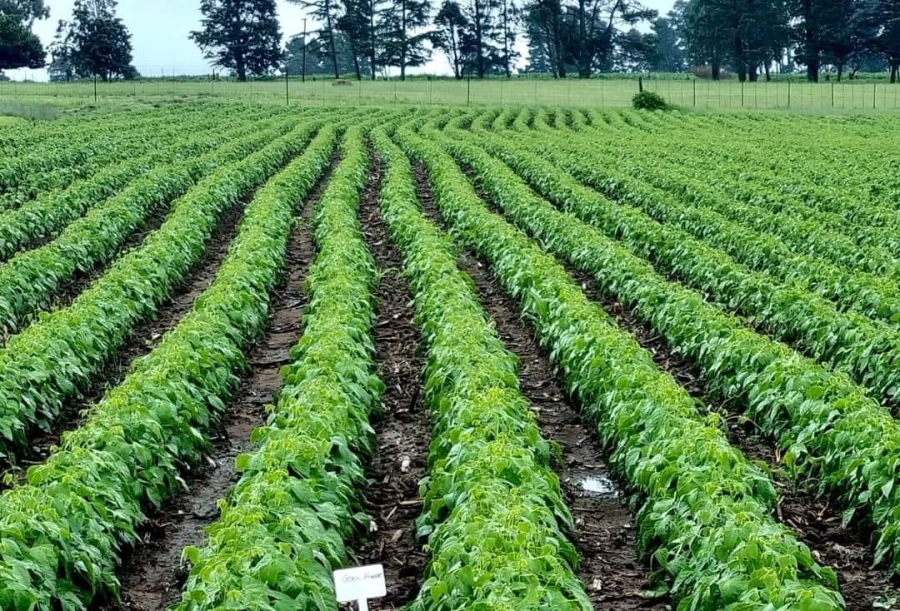 Commercial Property for Sale in Kestell Rural Free State